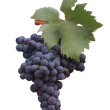 primitivo grapes